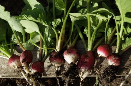 How to grow radishes in the open field: the secrets of growing and care