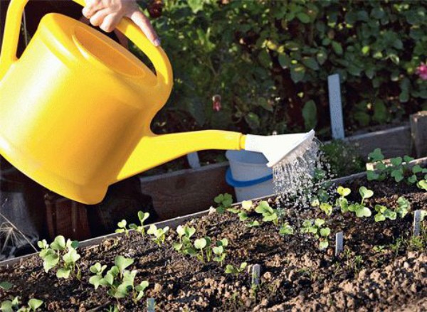 How to grow radishes in the open field: the secrets of growing and care