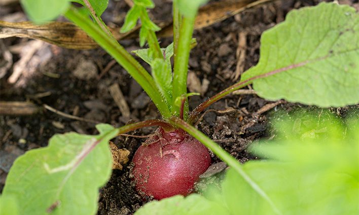 How to grow radishes in the open field: the secrets of growing and care