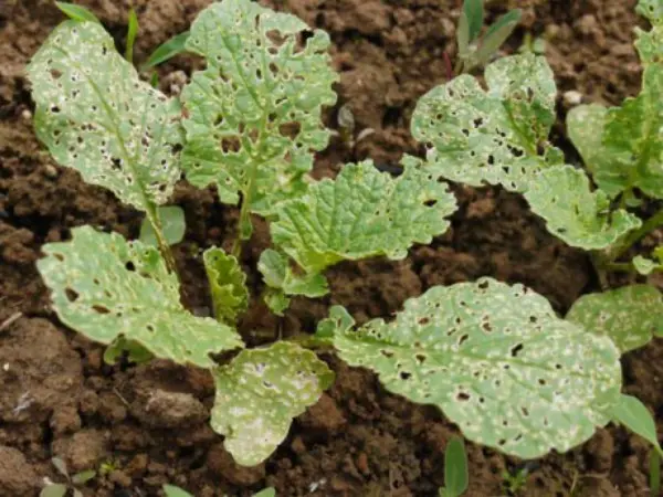 How to grow radishes in the open field: the secrets of growing and care