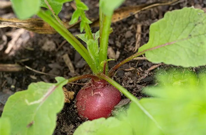 How to grow radishes in the open field: the secrets of growing and care