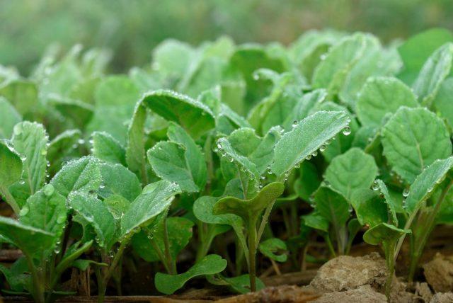 How to grow savoy cabbage outdoors