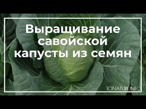 How to grow savoy cabbage outdoors