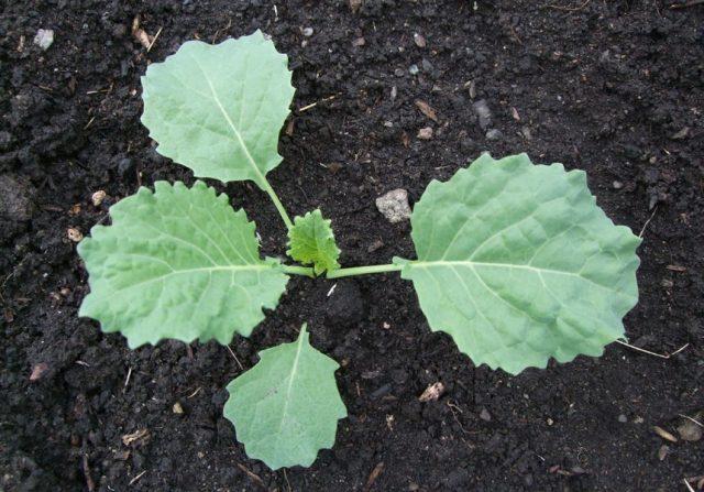 How to grow savoy cabbage outdoors