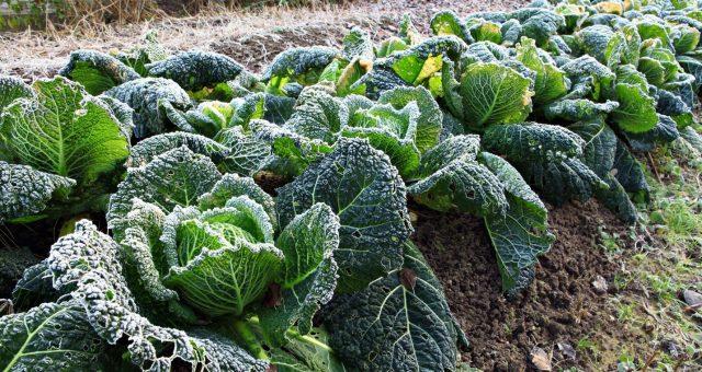 How to grow savoy cabbage outdoors