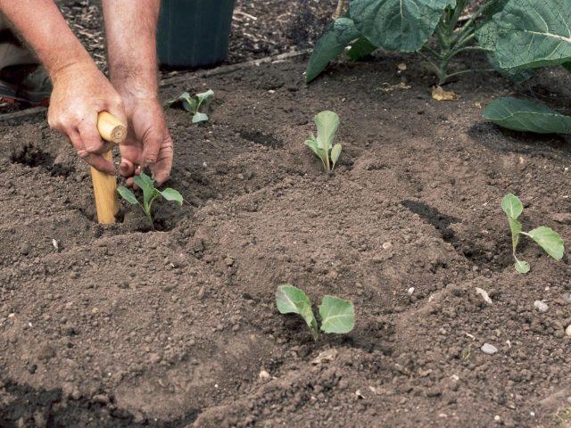 How to grow savoy cabbage outdoors