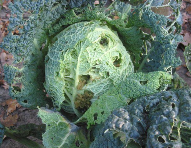 How to grow savoy cabbage outdoors