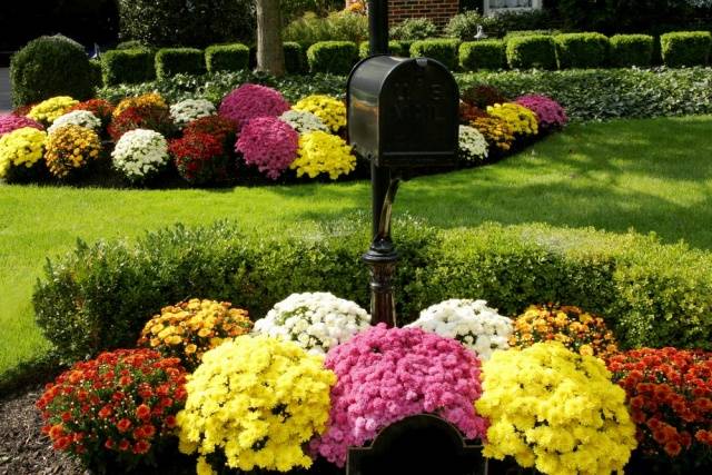 How to grow spherical chrysanthemums