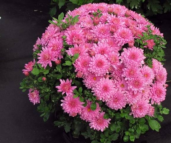 How to grow spherical chrysanthemums