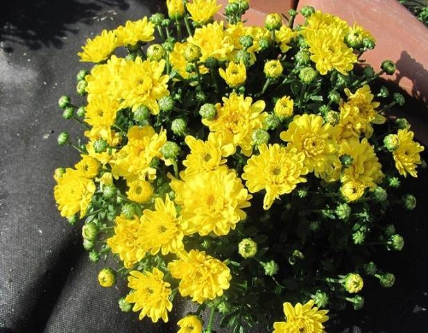 How to grow spherical chrysanthemums