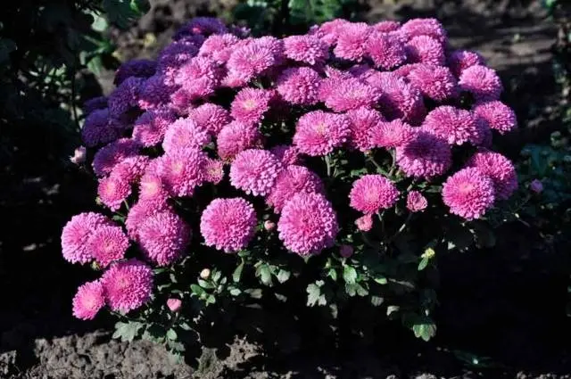 How to grow spherical chrysanthemums