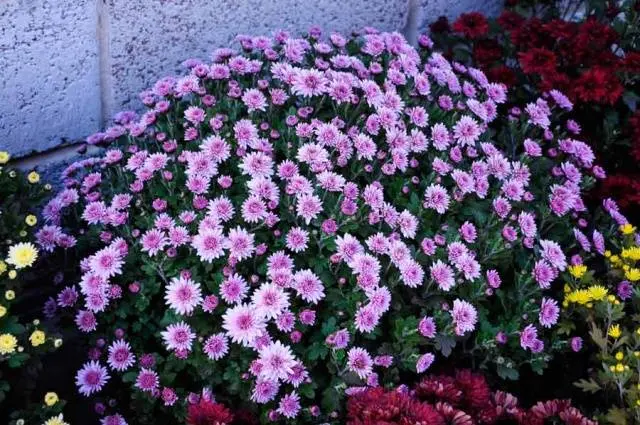 How to grow spherical chrysanthemums