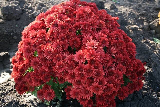 How to grow spherical chrysanthemums