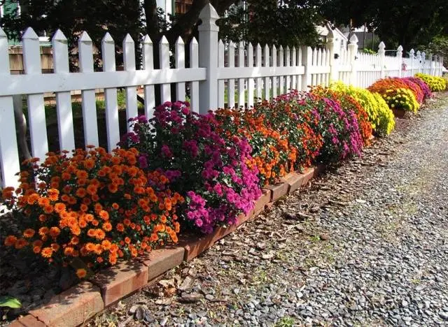 How to grow spherical chrysanthemums