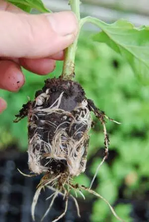 How to grow spherical chrysanthemums