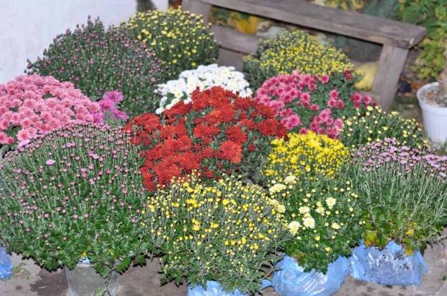 How to grow spherical chrysanthemums