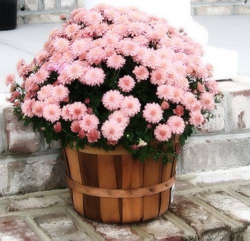 How to grow spherical chrysanthemums