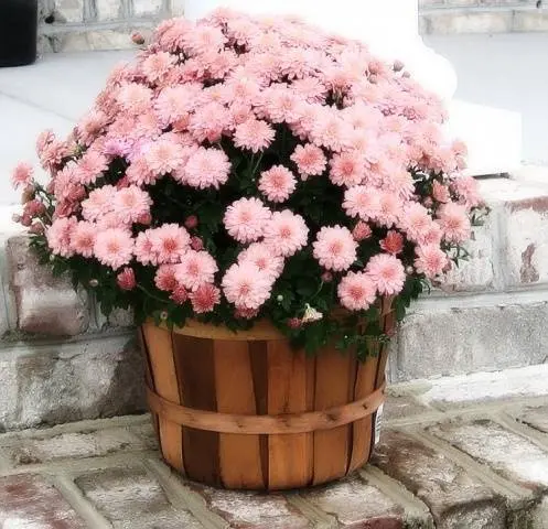 How to grow spherical chrysanthemums