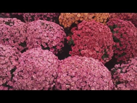 How to grow spherical chrysanthemums