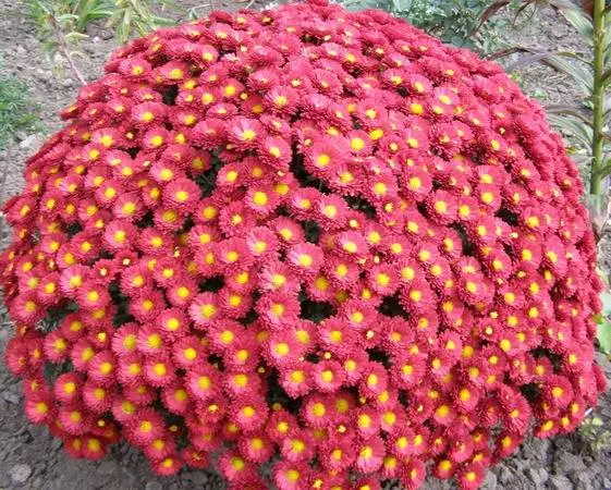 How to grow spherical chrysanthemums