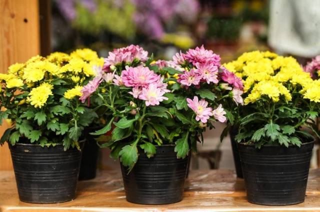 How to grow spherical chrysanthemums