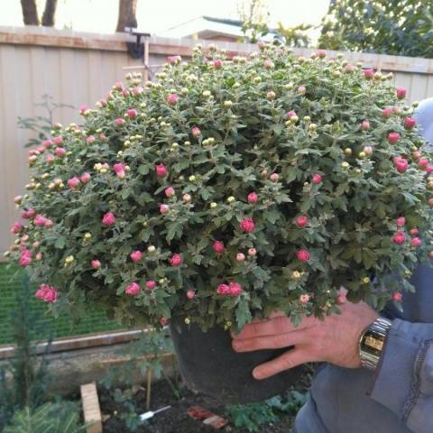 How to grow spherical chrysanthemums