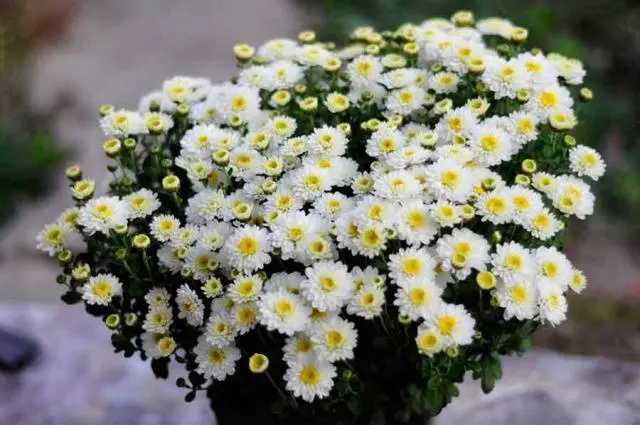 How to grow spherical chrysanthemums