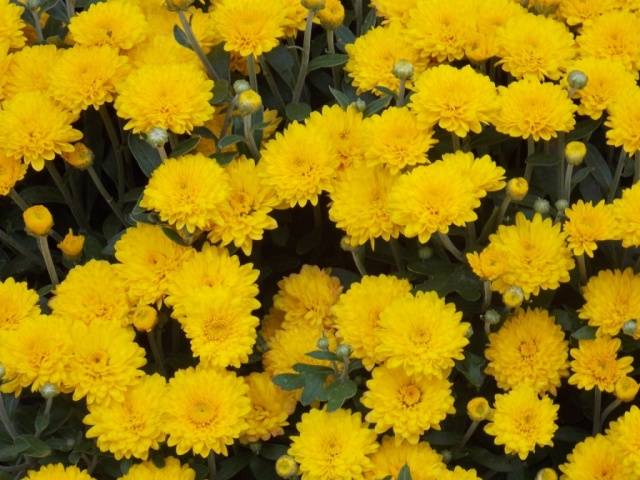 How to grow spherical chrysanthemums