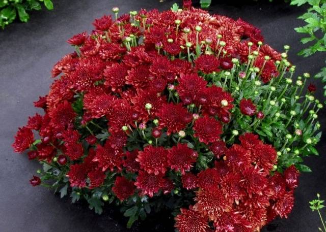 How to grow spherical chrysanthemums