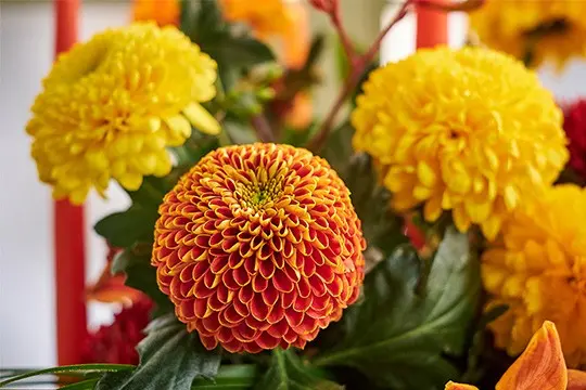 How to grow spherical chrysanthemums