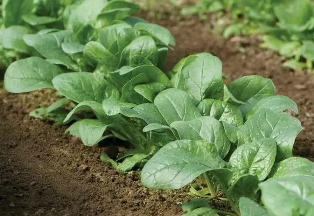 How to grow spinach in the open field and greenhouse