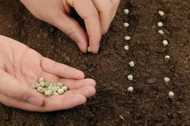 How to grow spinach in the open field and greenhouse