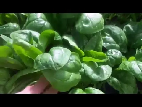 How to grow spinach in the open field and greenhouse