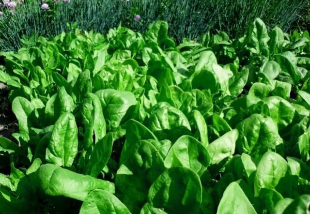 How to grow spinach in the open field and greenhouse