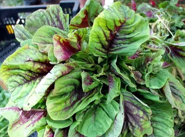 How to grow spinach in the open field and greenhouse