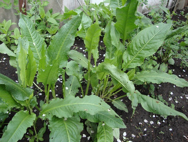 How to grow spinach in the open field and greenhouse