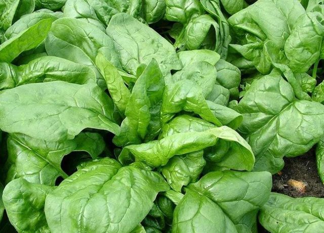 How to grow spinach in the open field and greenhouse