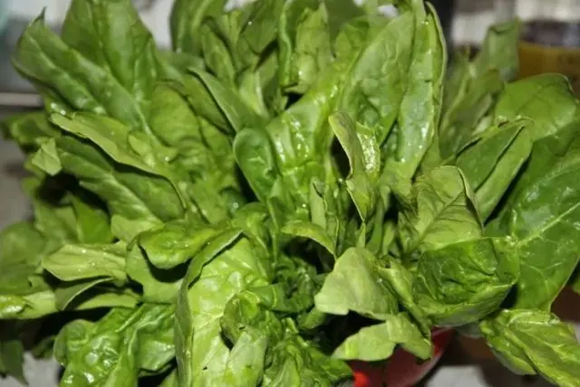 How to grow spinach in the open field and greenhouse