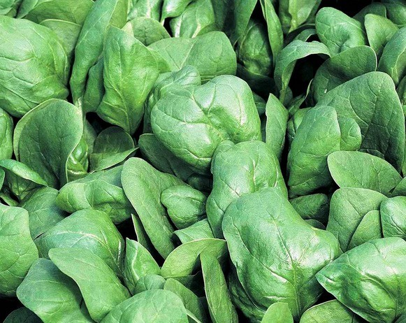 How to grow spinach in the open field and greenhouse