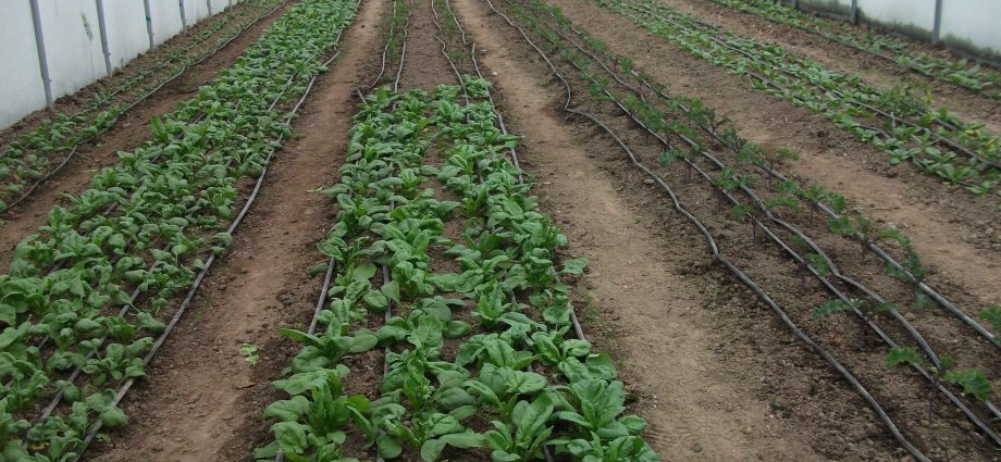 How to grow spinach in the open field and greenhouse