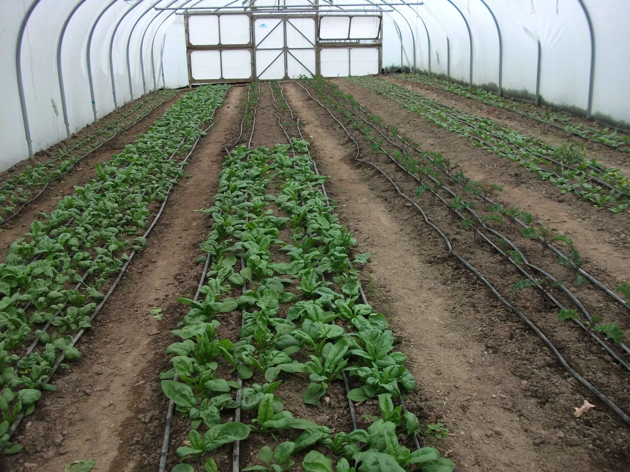 How to grow spinach in the open field and greenhouse