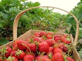 How to grow strawberries