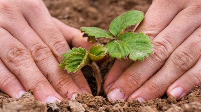 How to grow strawberries