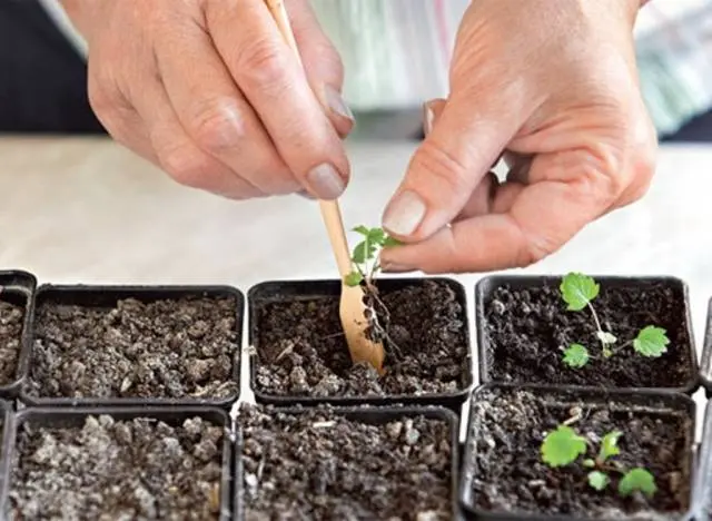 How to grow strawberries