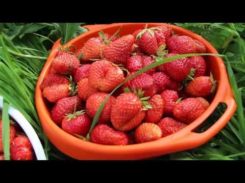 How to grow strawberries