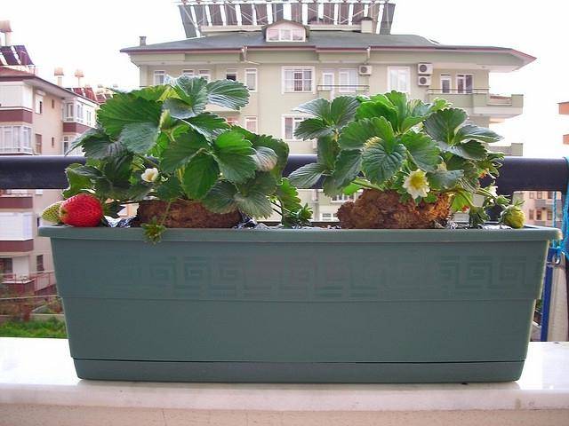 How to grow strawberries on a balcony