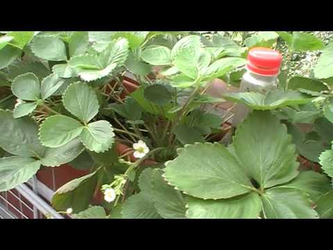 How to grow strawberries on a balcony