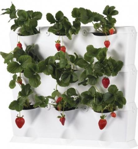 How to grow strawberries on a balcony