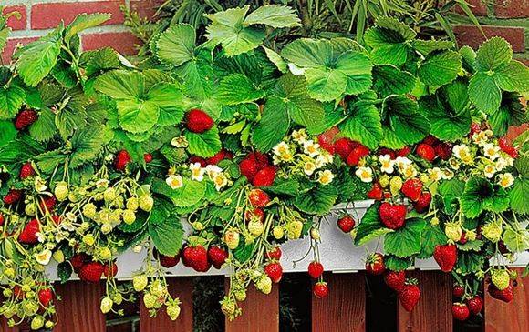 How to grow strawberries on a balcony