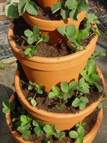 How to grow strawberries on a balcony